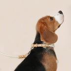 Handwoven Collar + Leash Set