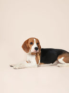 Handwoven Harness - Beige