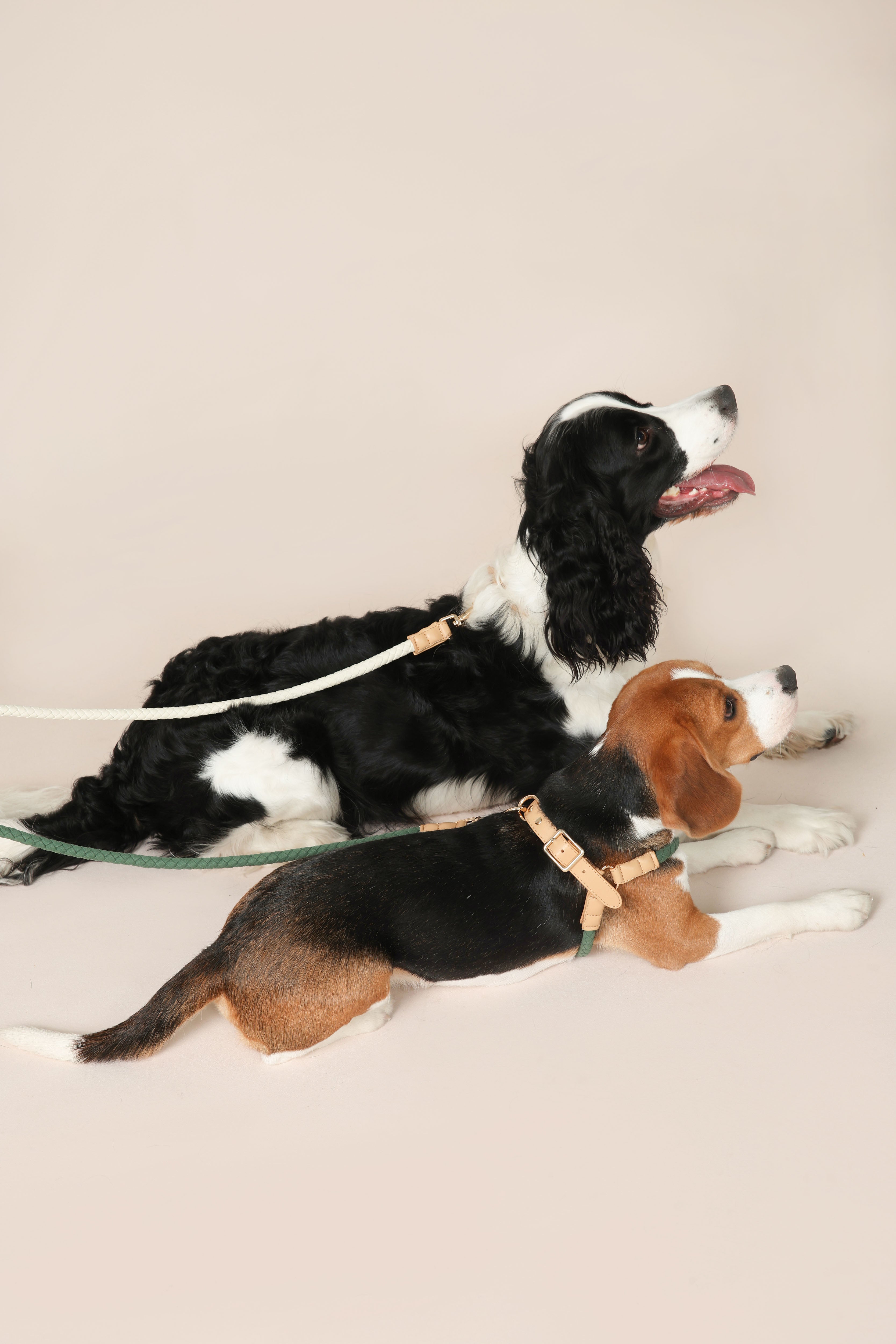 Handwoven Daily Leash - Green