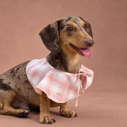 Petal Collar
